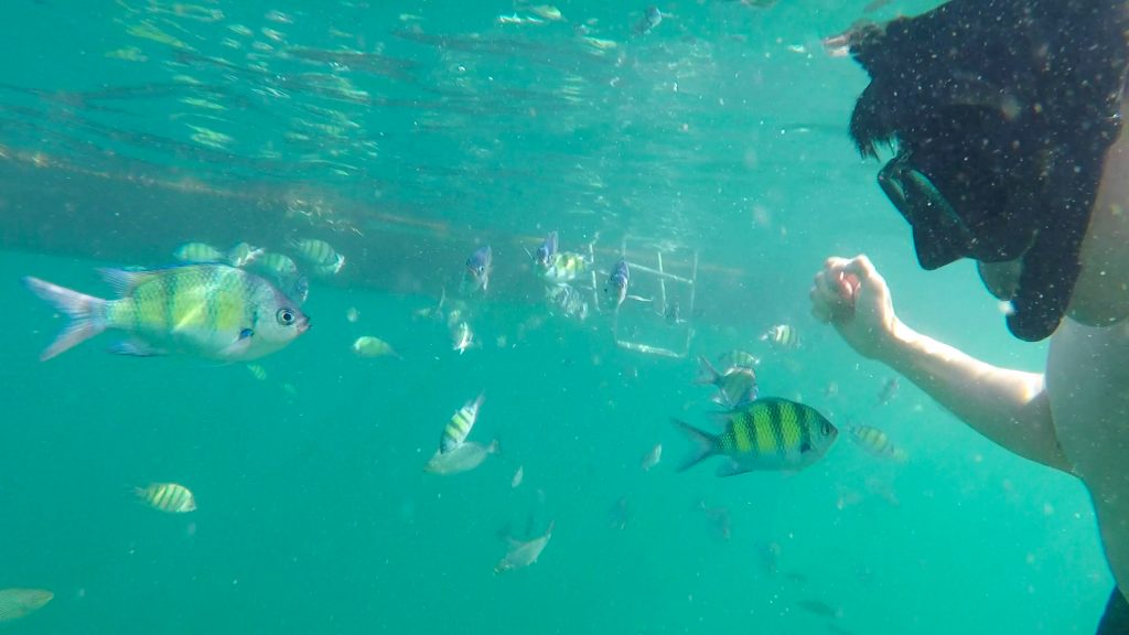 Snorkeling with fishes in Chicken Island